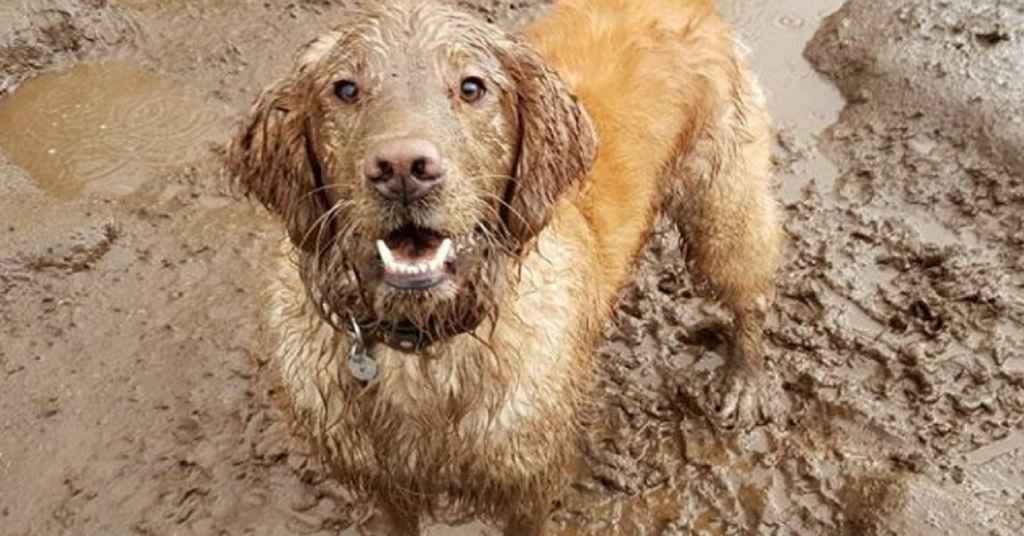 Country Canine Retreat Dog daycare, Boarding and Training in Surrey BC